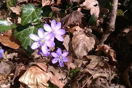 Bed and breakfast San Giorgio *